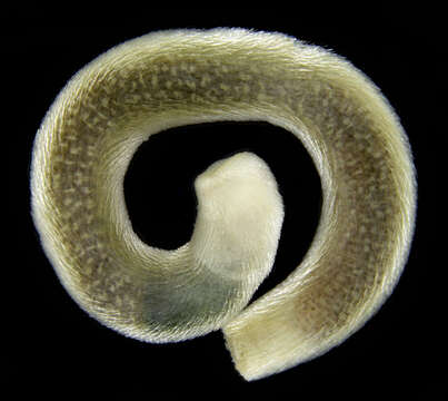 Image of Limifossoridae Salvini-Plawen 1970