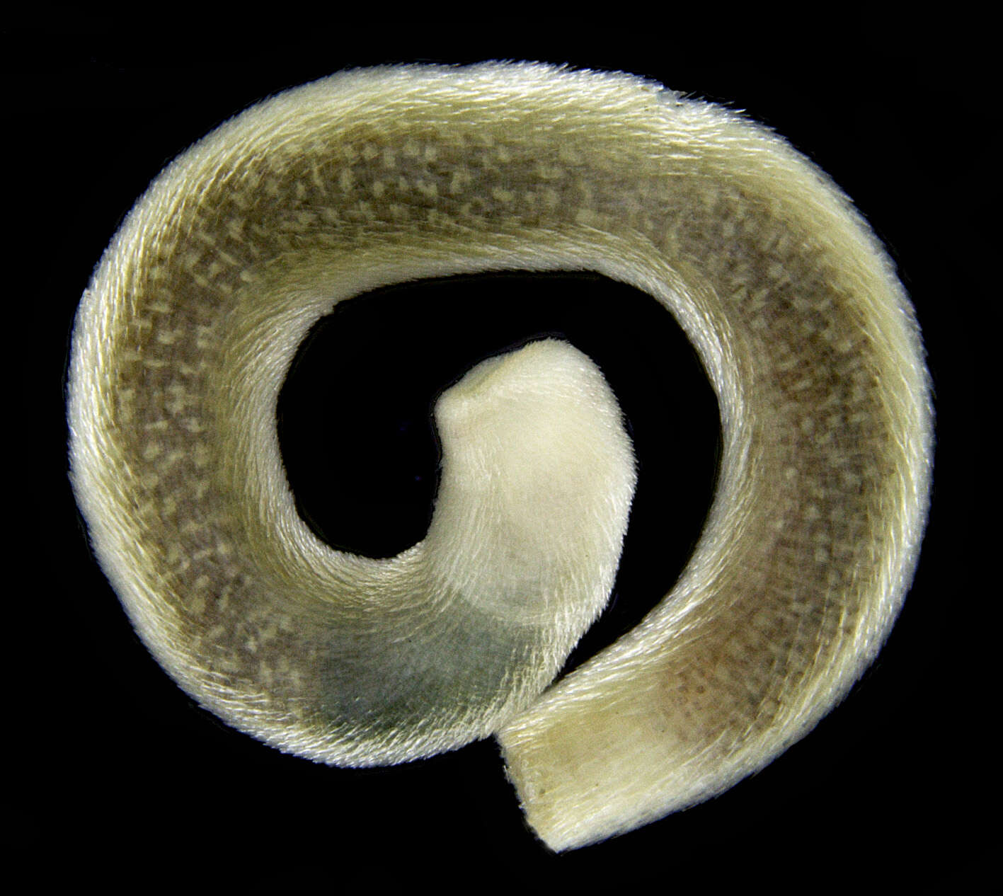 Image de Limifossoridae Salvini-Plawen 1970