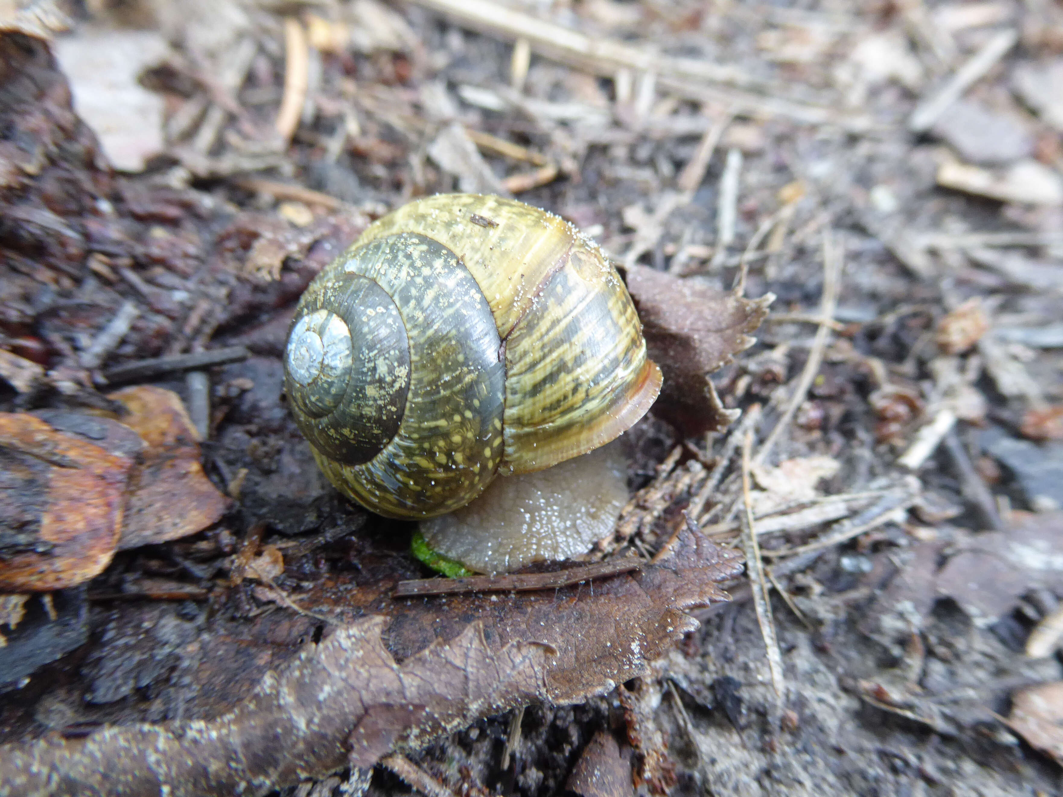 Image of Copse Snail