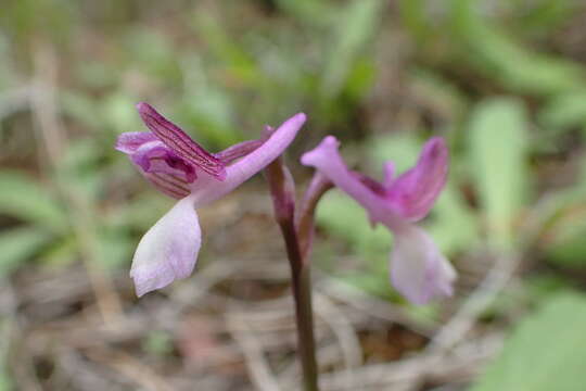 Image of Anacamptis morio subsp. syriaca (E. G. Camus) H. Kretzschmar, Eccarius & H. Dietr.