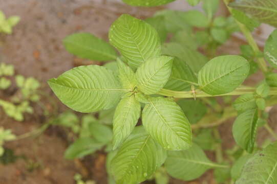 Image de Ludwigia hyssopifolia (G. Don) Exell