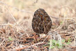 Image of Yellow Morel