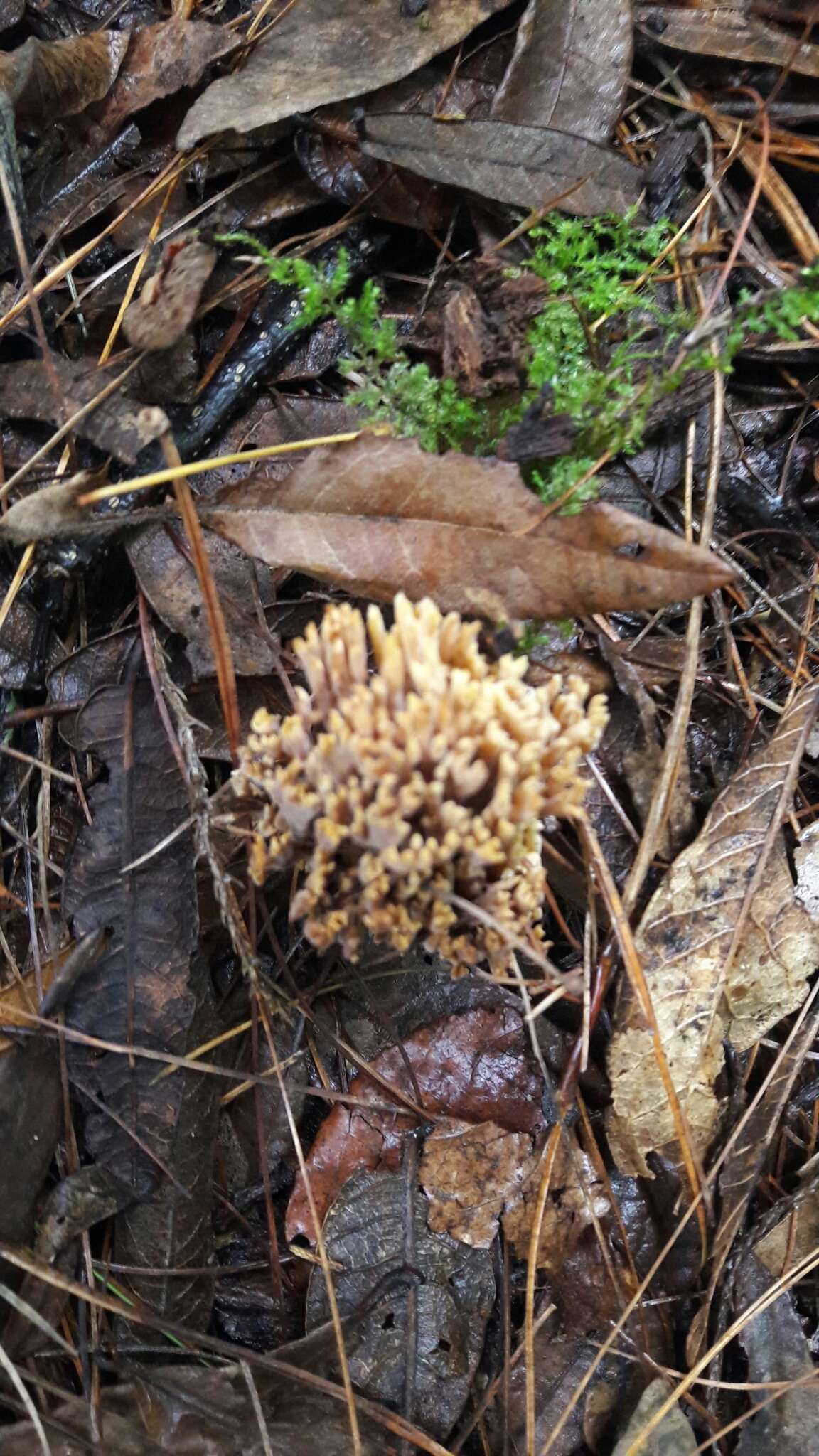 Image de Ramaria stricta (Pers.) Quél. 1888