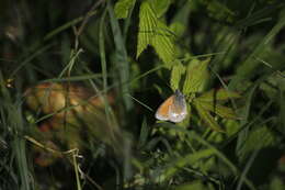 Image of Coenonympha glycerion