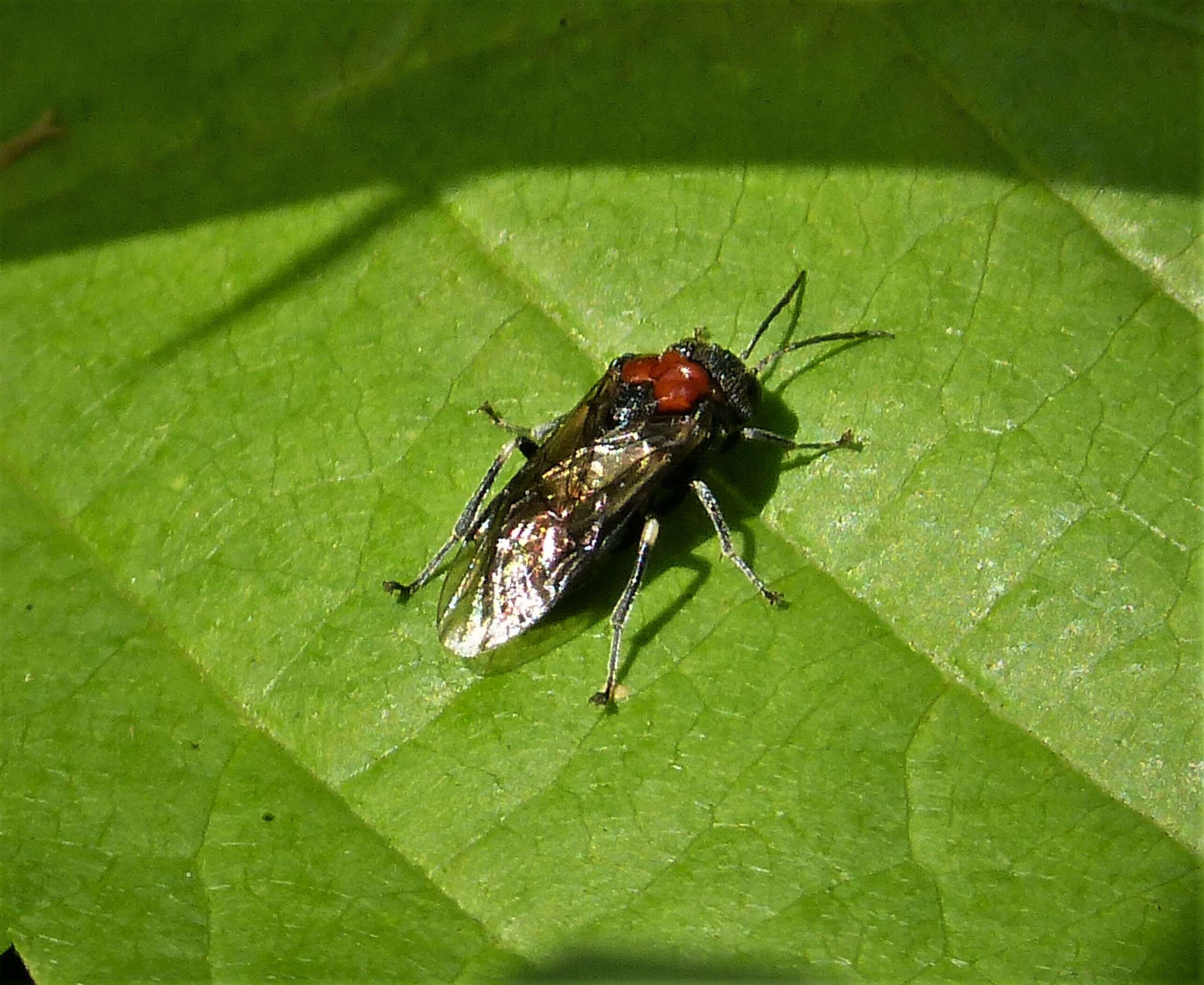 Image de <i>Eriocampa ovata</i>