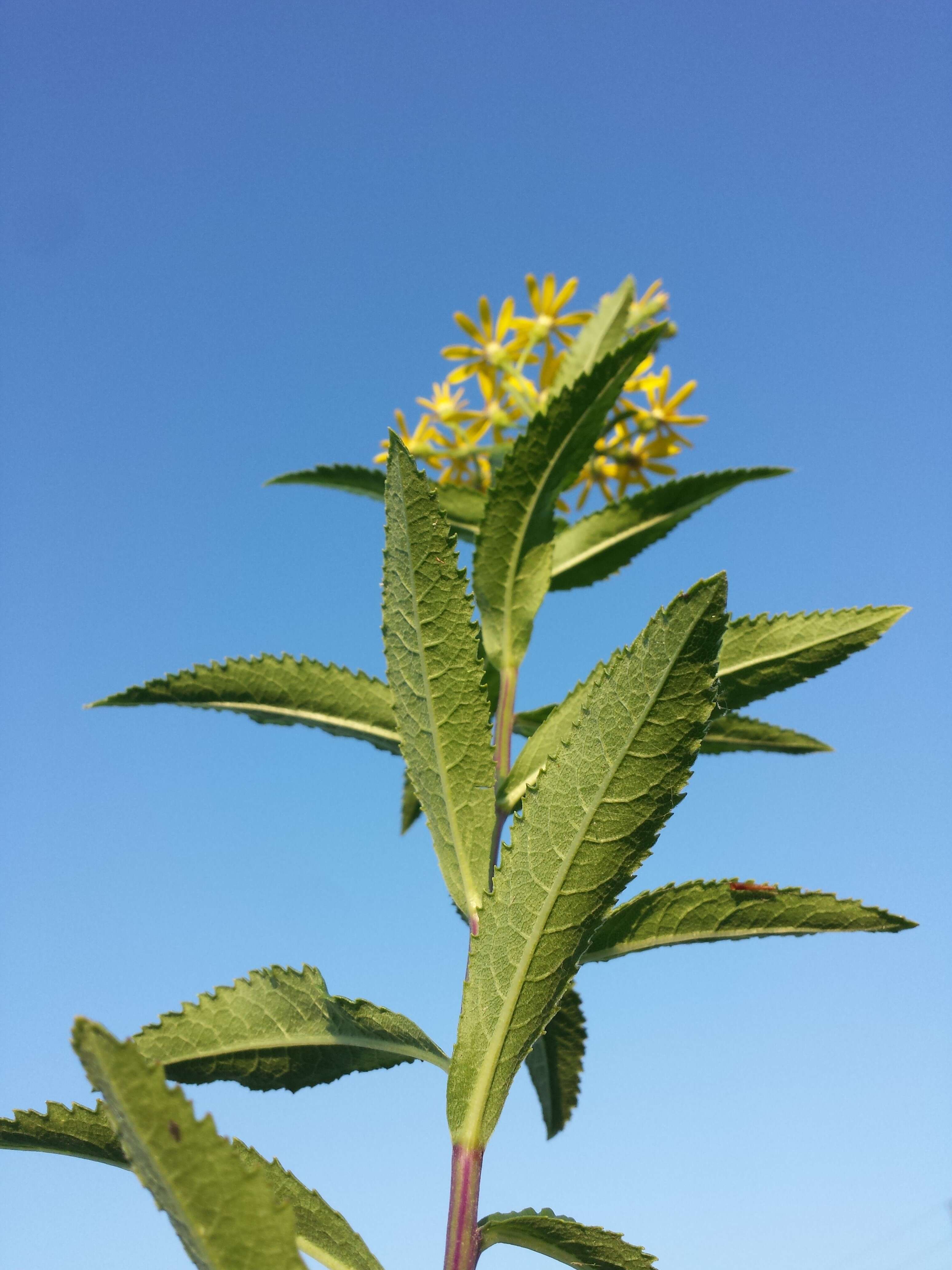 Image of Senecio sarracenicus L.