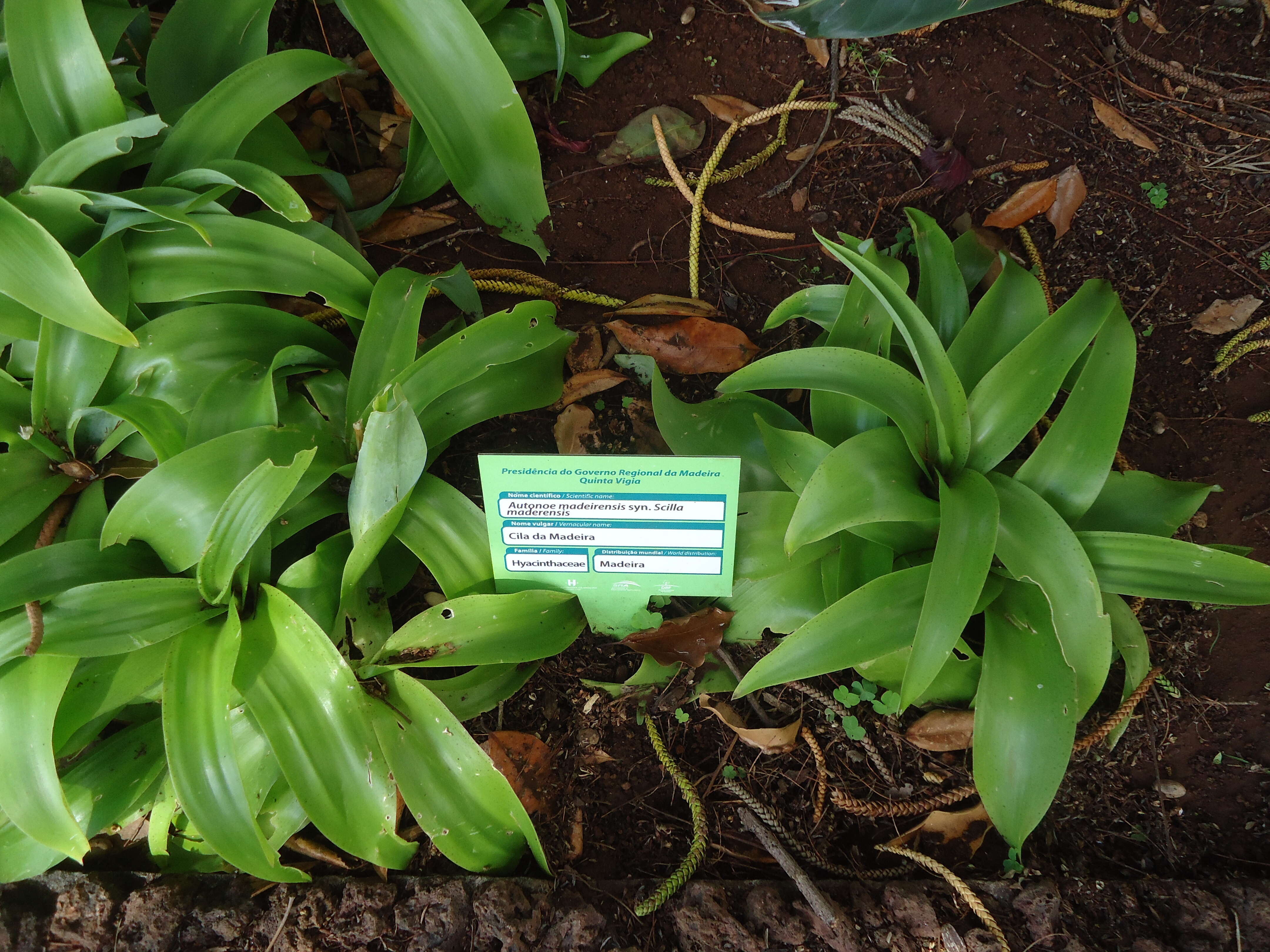 Image of Scilla madeirensis Menezes