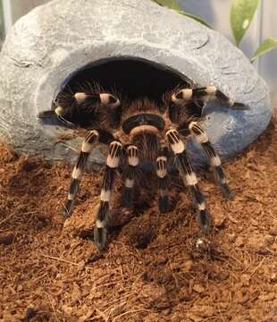 Image of Brazilian Whiteknee Tarantula