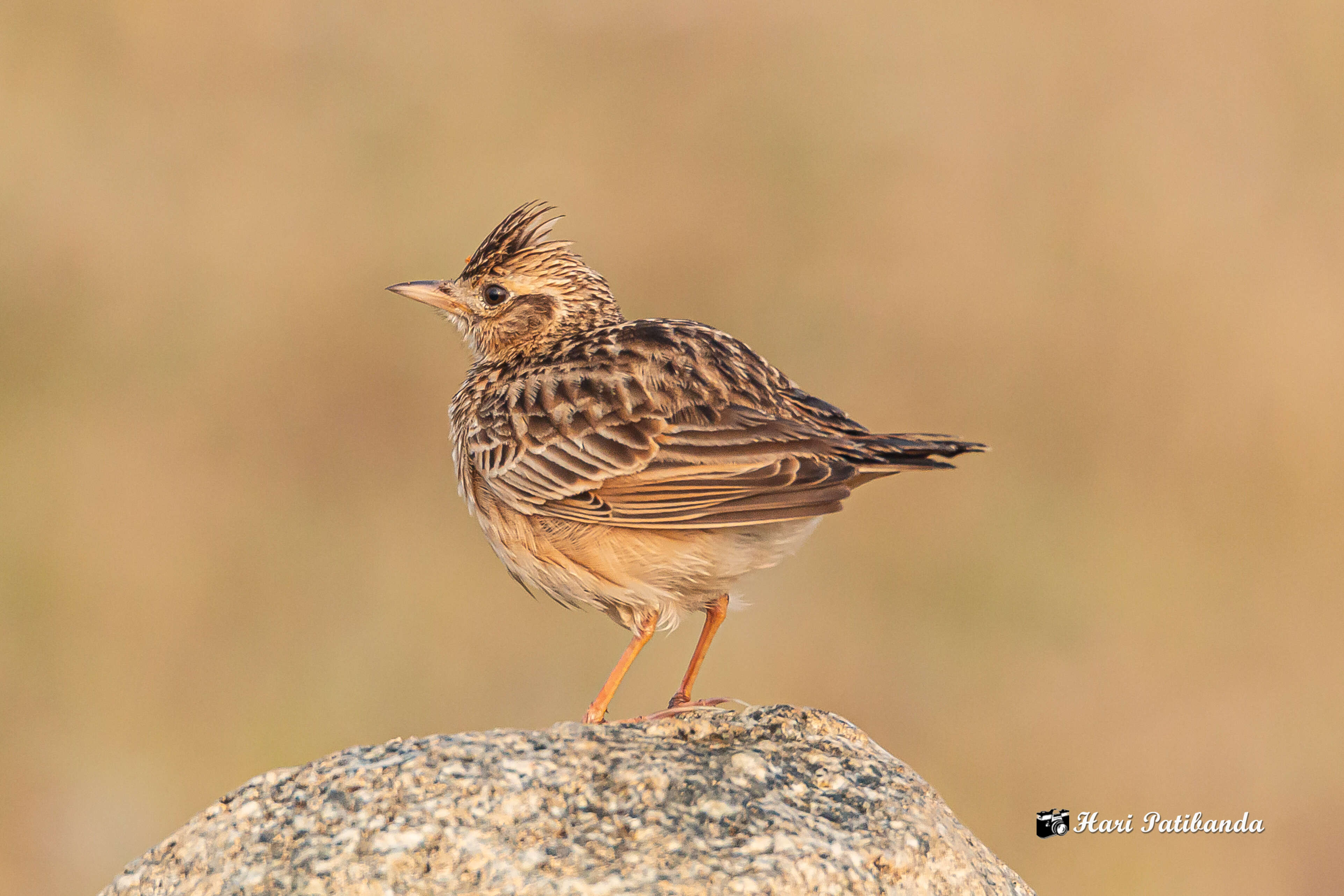 Image of Oriental Skylark