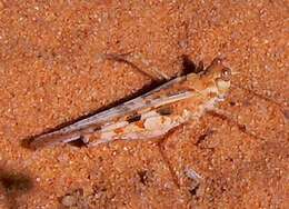 Acrotylus longipes (Charpentier 1845)的圖片