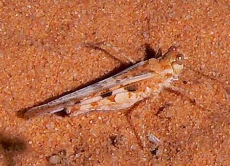 Acrotylus longipes (Charpentier 1845)的圖片