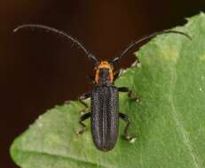 Image of Hemierana marginata (Fabricius 1798)