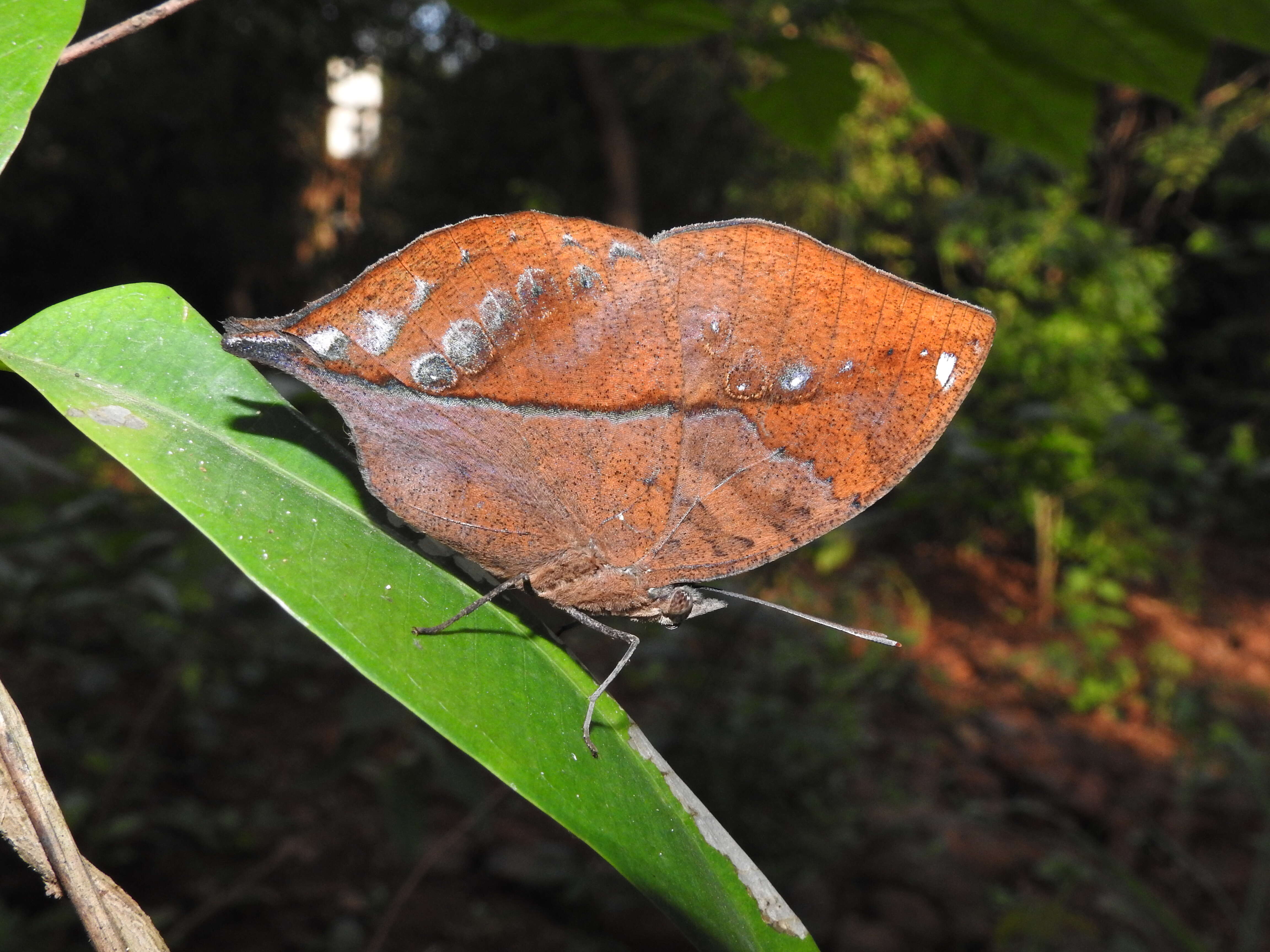 Image of Sahyadri blue oakleaf