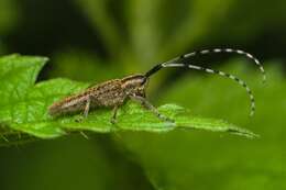 Image of Agapanthia (Epoptes) villosoviridescens (Degeer 1775)