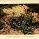 Image of Astilbe thunbergii (Siebold & Zucc.) Miq.