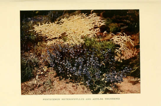 Image of Astilbe thunbergii (Siebold & Zucc.) Miq.