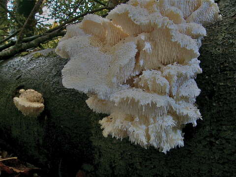 Image of Hericium cirrhatum (Pers.) Nikol. 1950