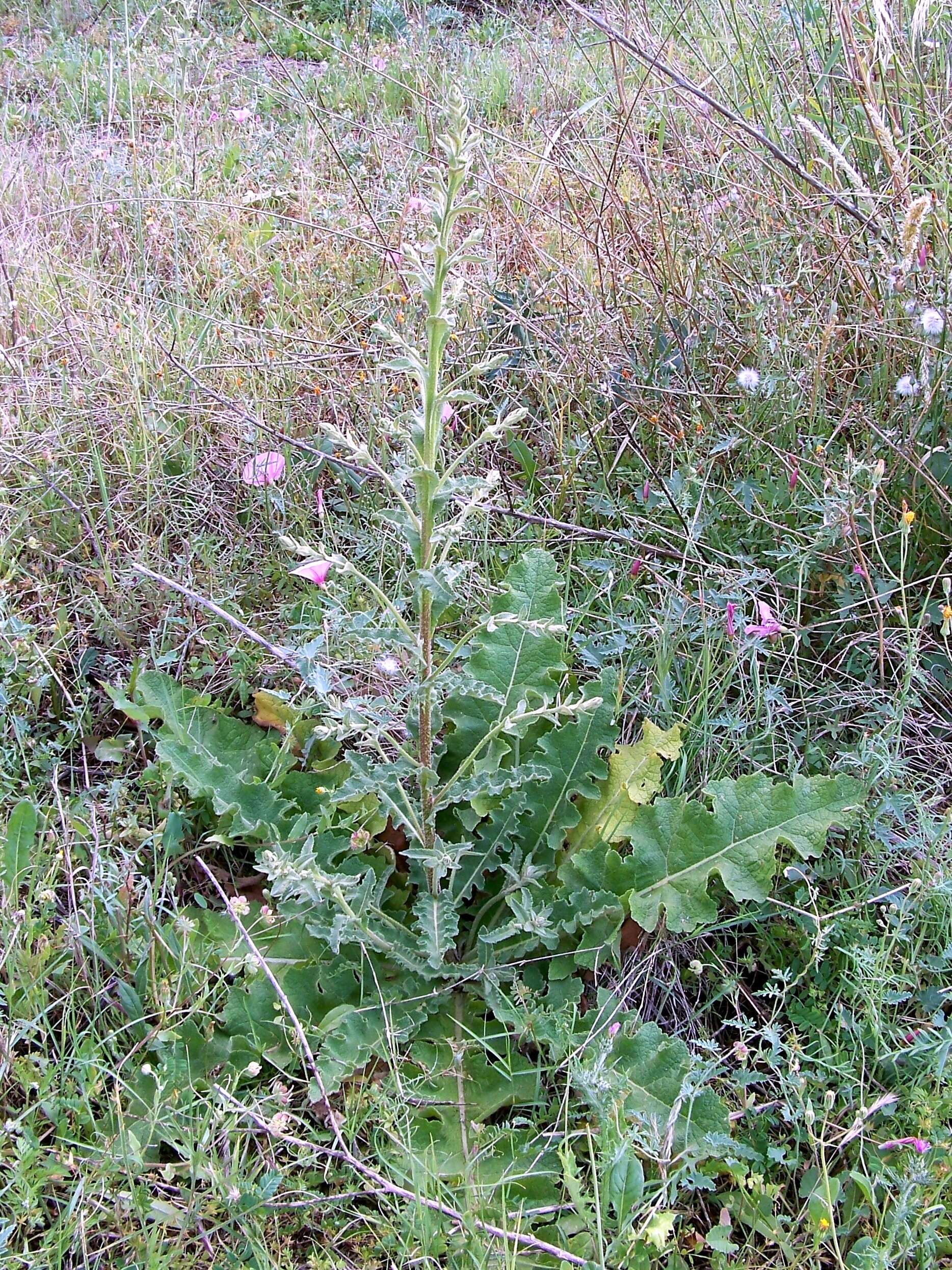 Image of wavyleaf mullein