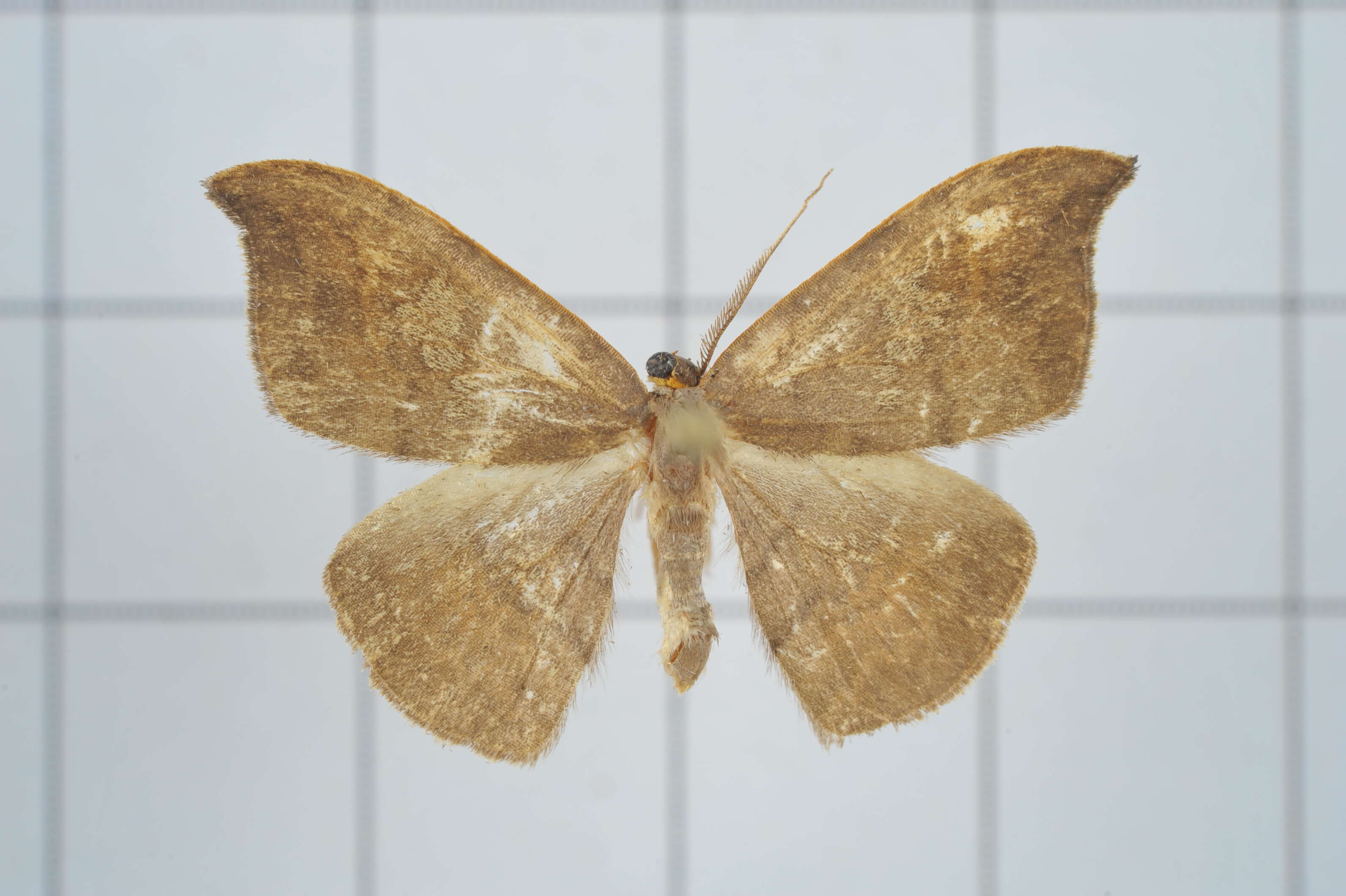 Image of Agnidra scabiosa Butler 1877