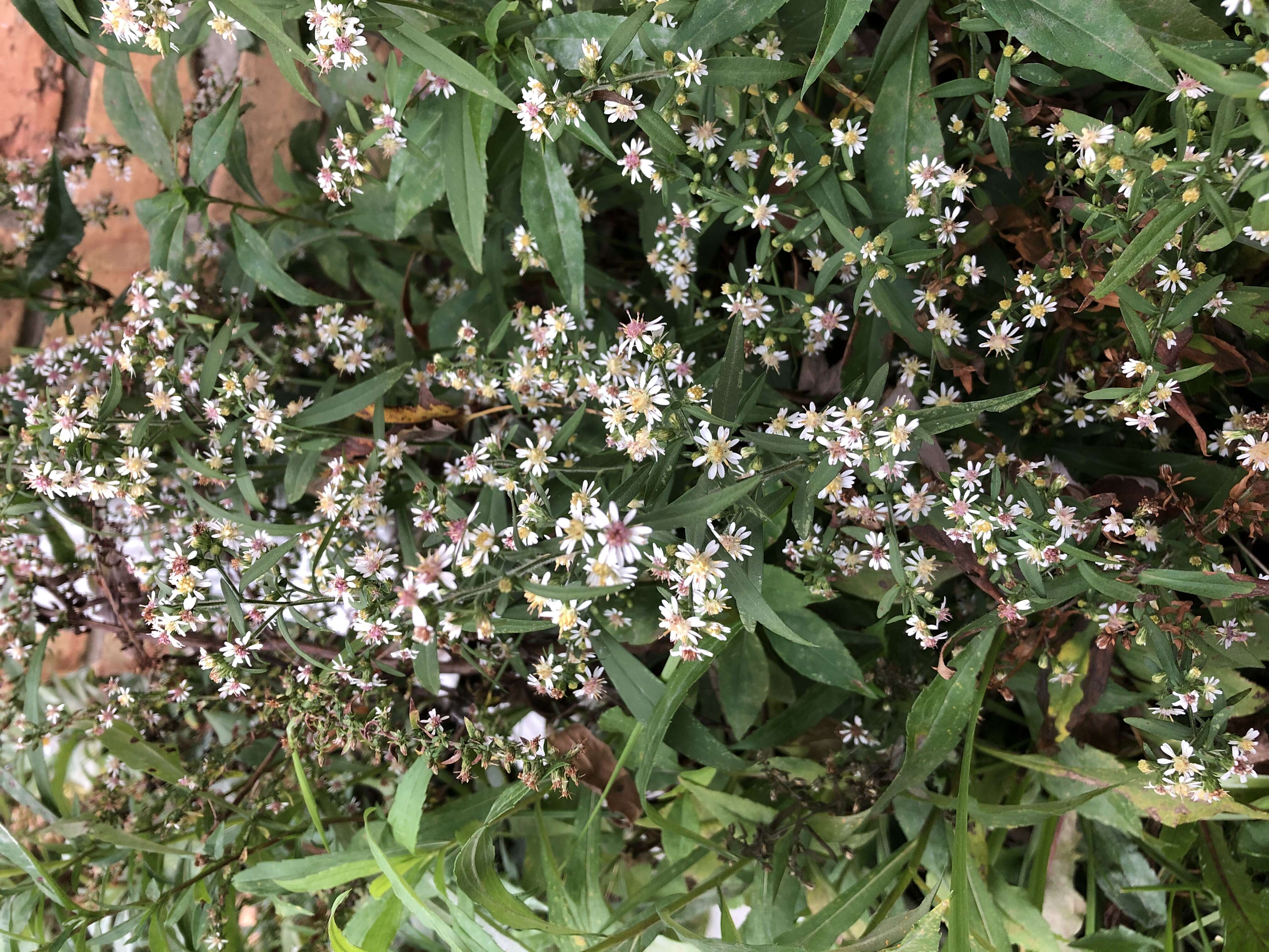 Image of calico aster