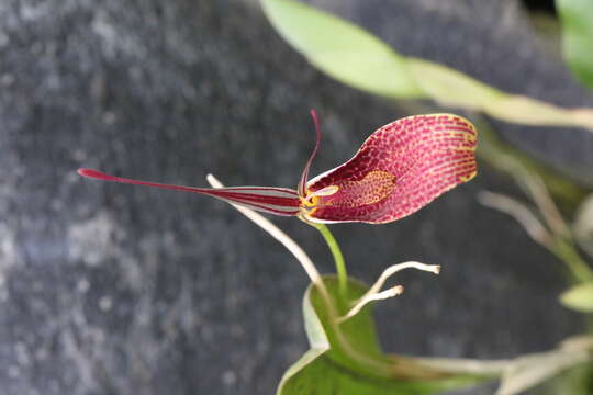 Image of Small-spotted Restrepia