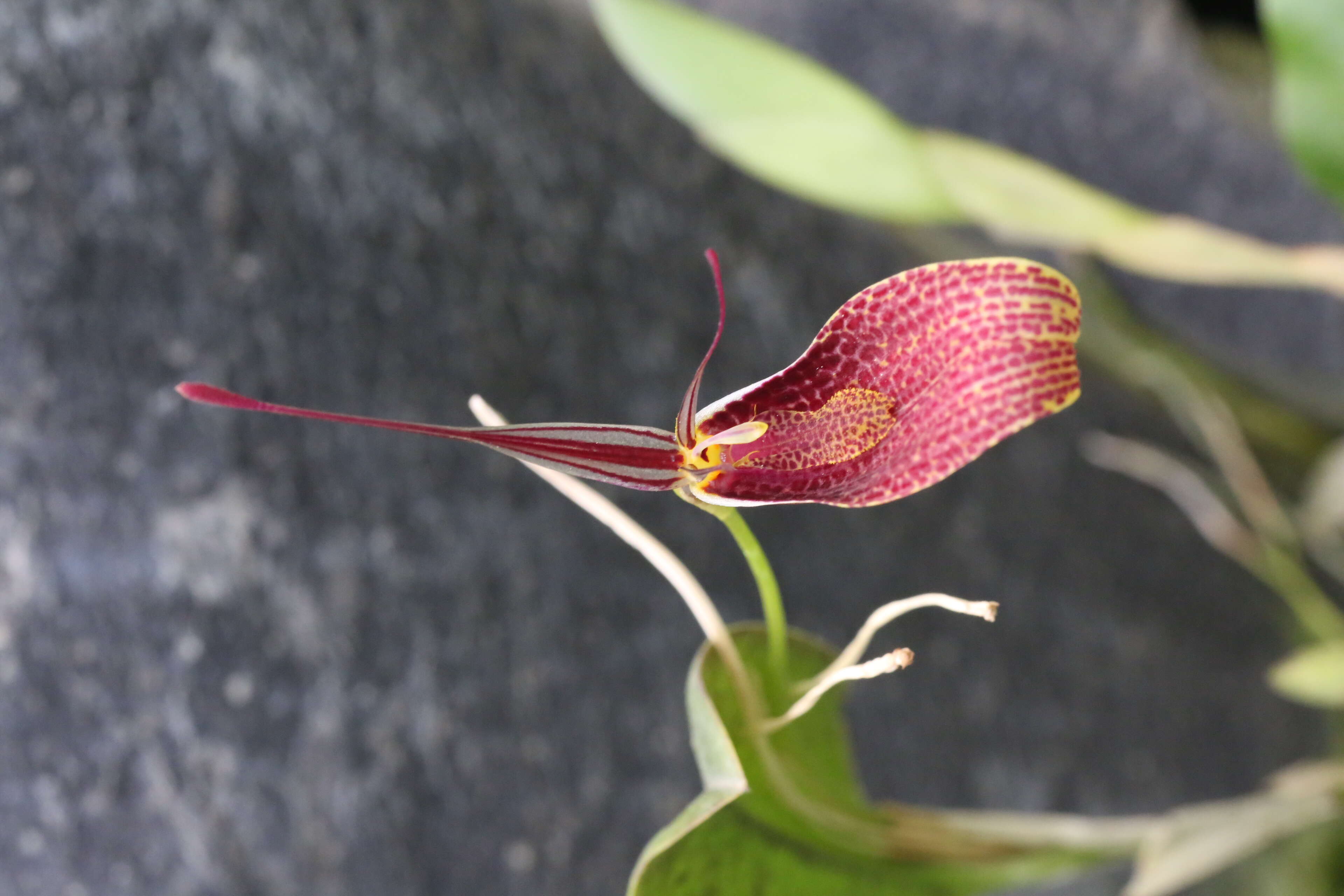 Image of Small-spotted Restrepia