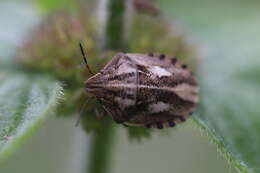 Image of Eurygaster testudinaria