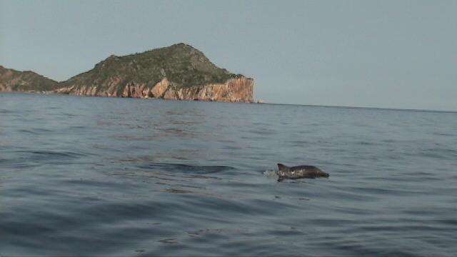 Image of Estuarine Dolphin