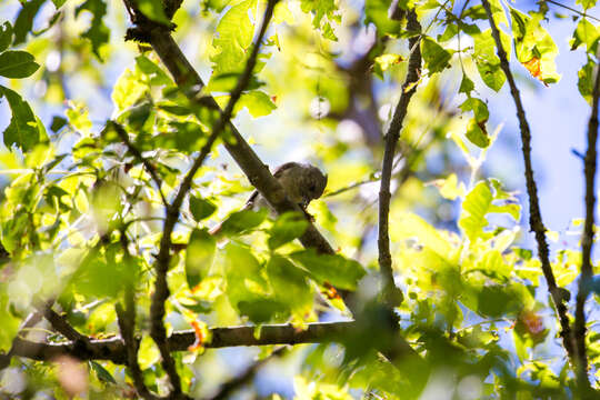 Image of Oak Titmouse