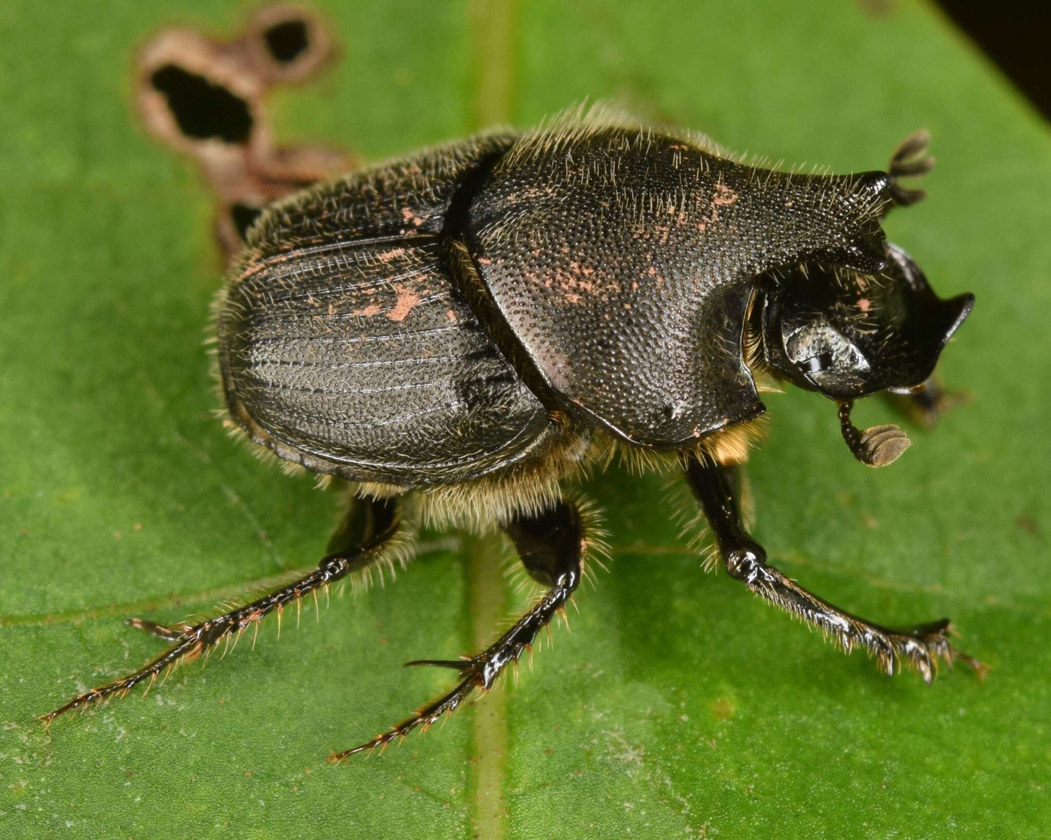 Image of Scooped Scarab