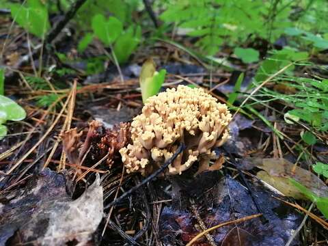 Слика од Ramaria pallida (Schaeff.) Ricken 1920