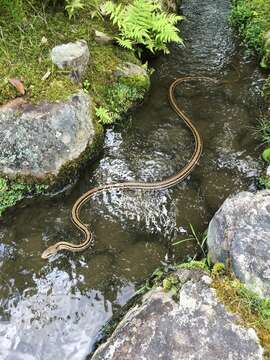 Image of Japanese striped snake