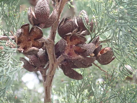 Imagem de Callitris columellaris F. Muell.