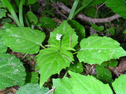 Image of Alpine enchanter’s-nightshade