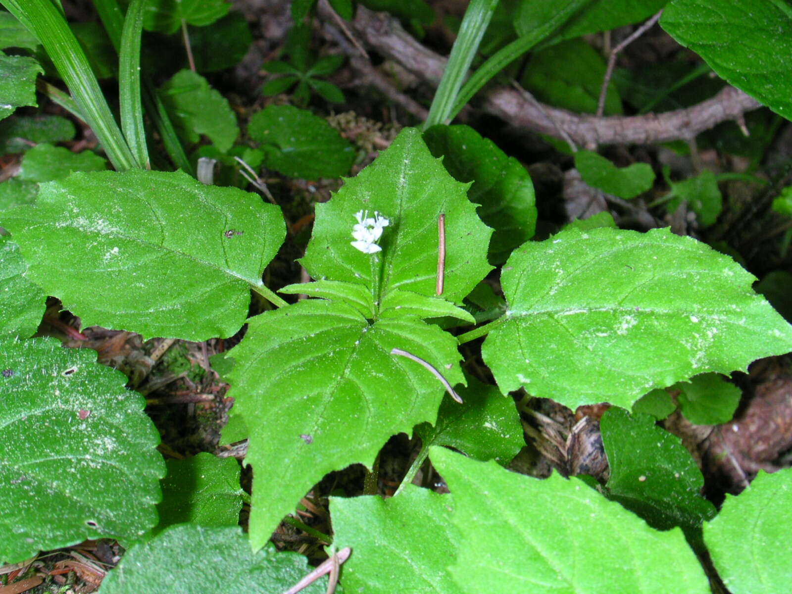 Image of Alpine enchanter’s-nightshade