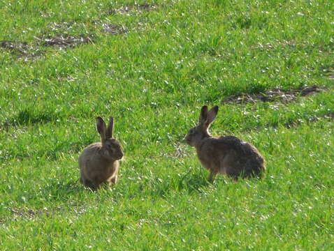 Image of brown hare, european hare