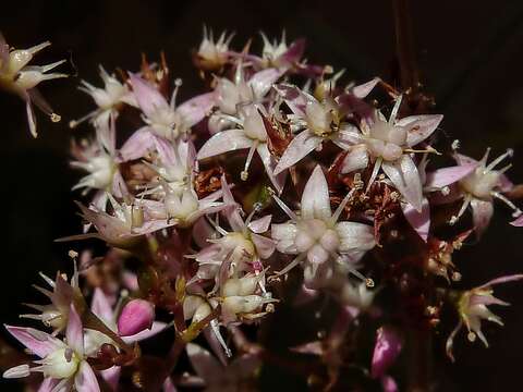 Image of Cape Province pygmyweed