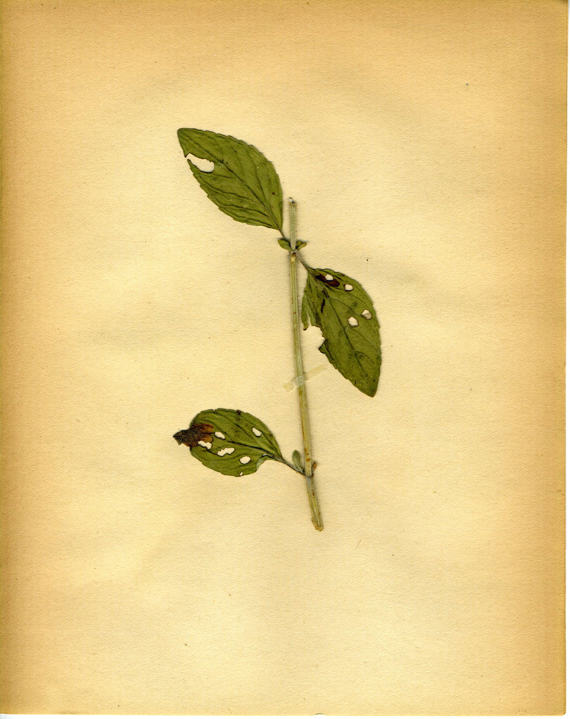 Image of wild basil