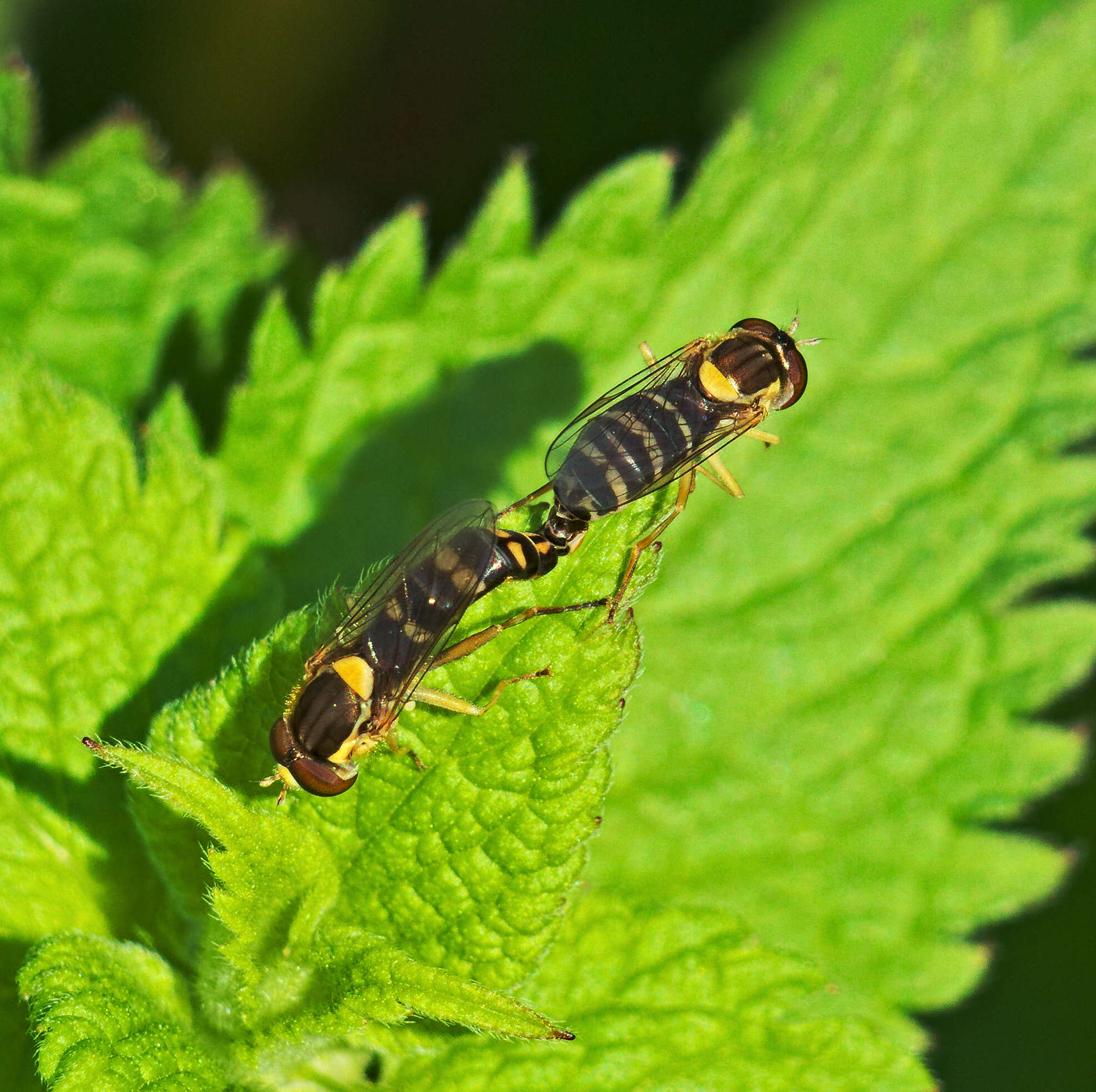 Image of Sphaerophoria scripta (Linnaeus 1758)