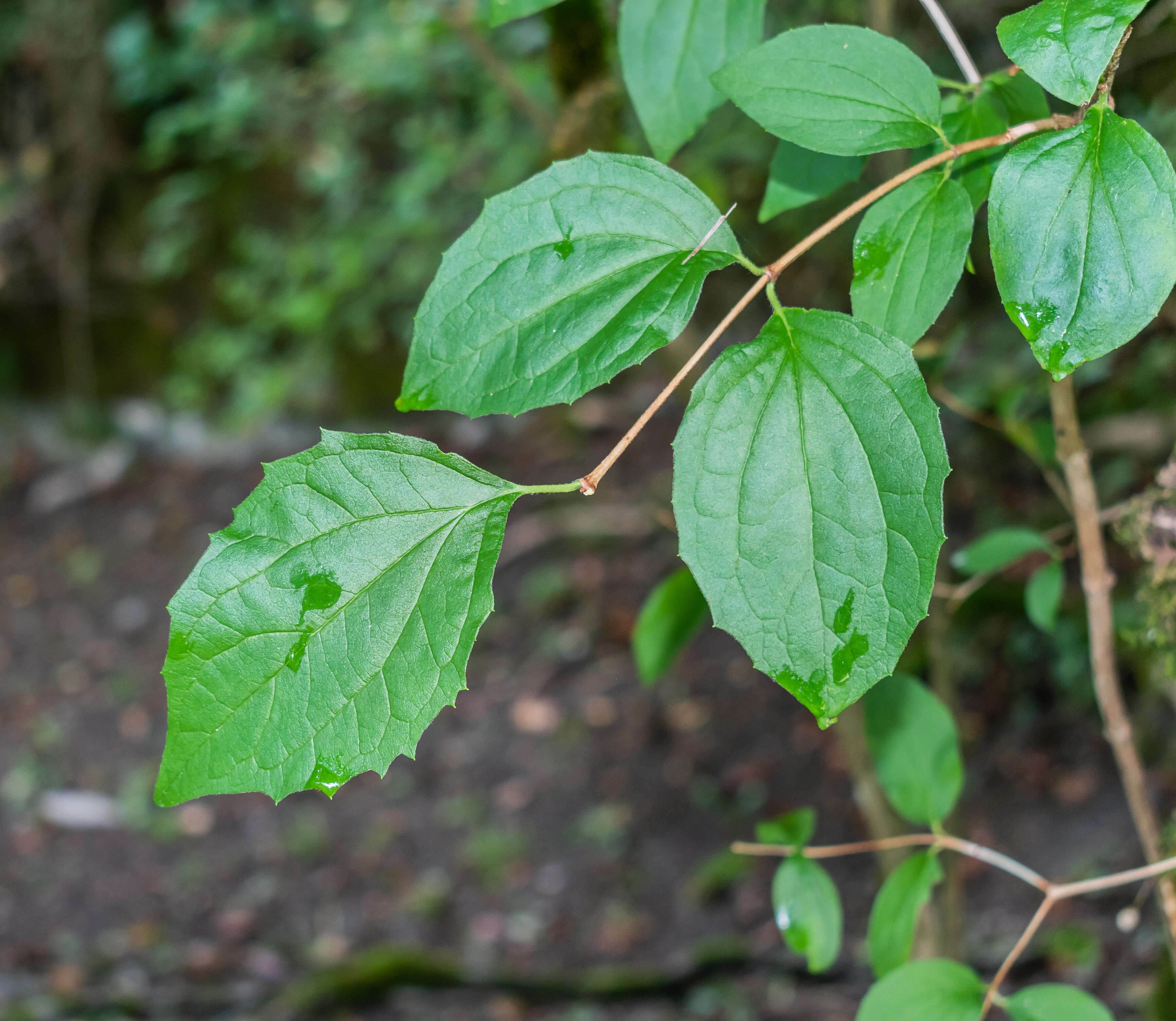 Image of sweet mock orange