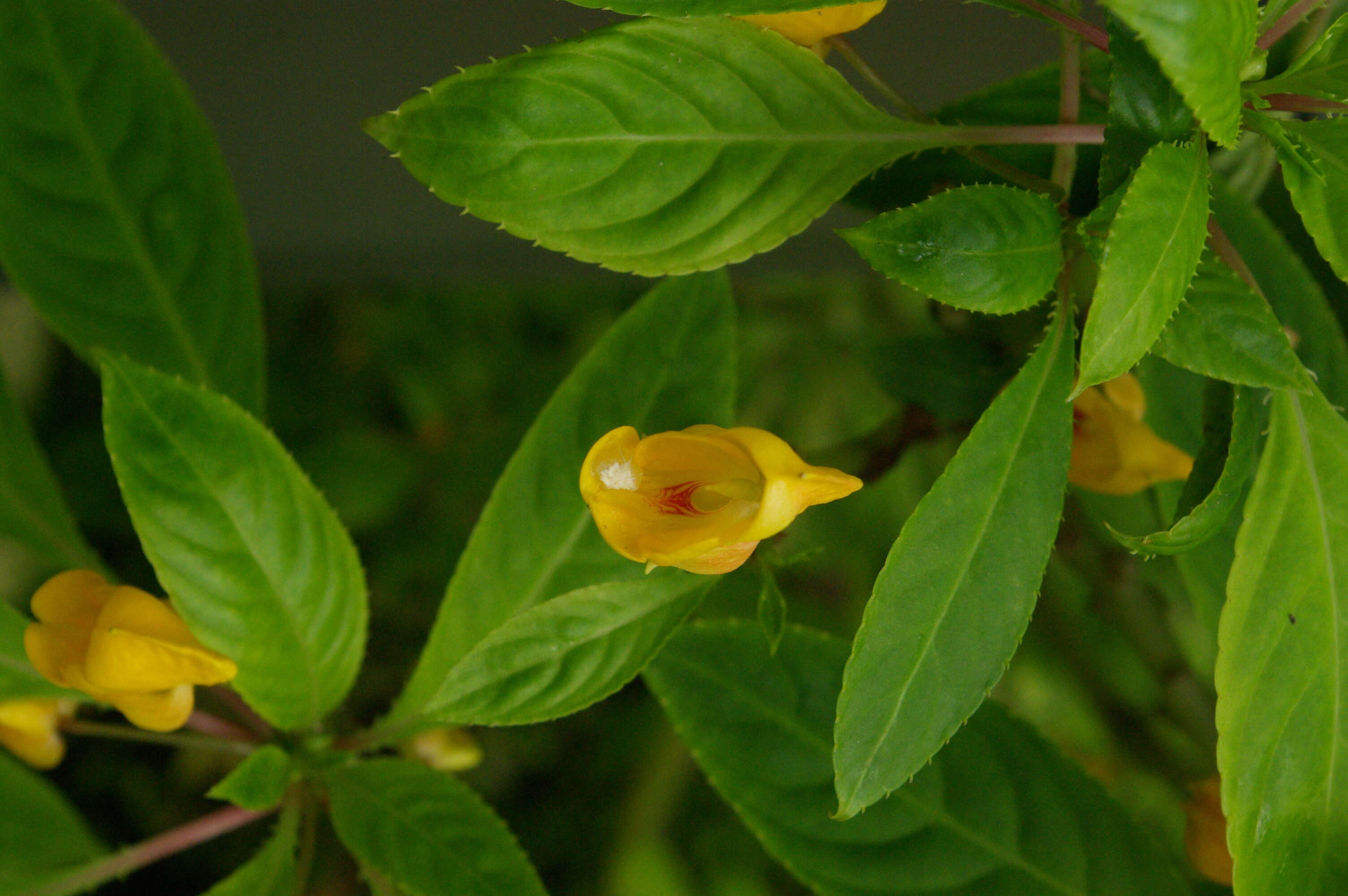 Image of Impatiens auricoma Baill.