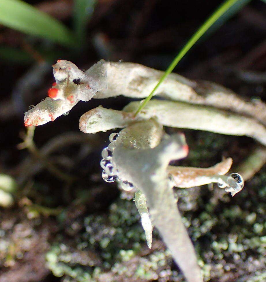 Image of Cladonia macilenta