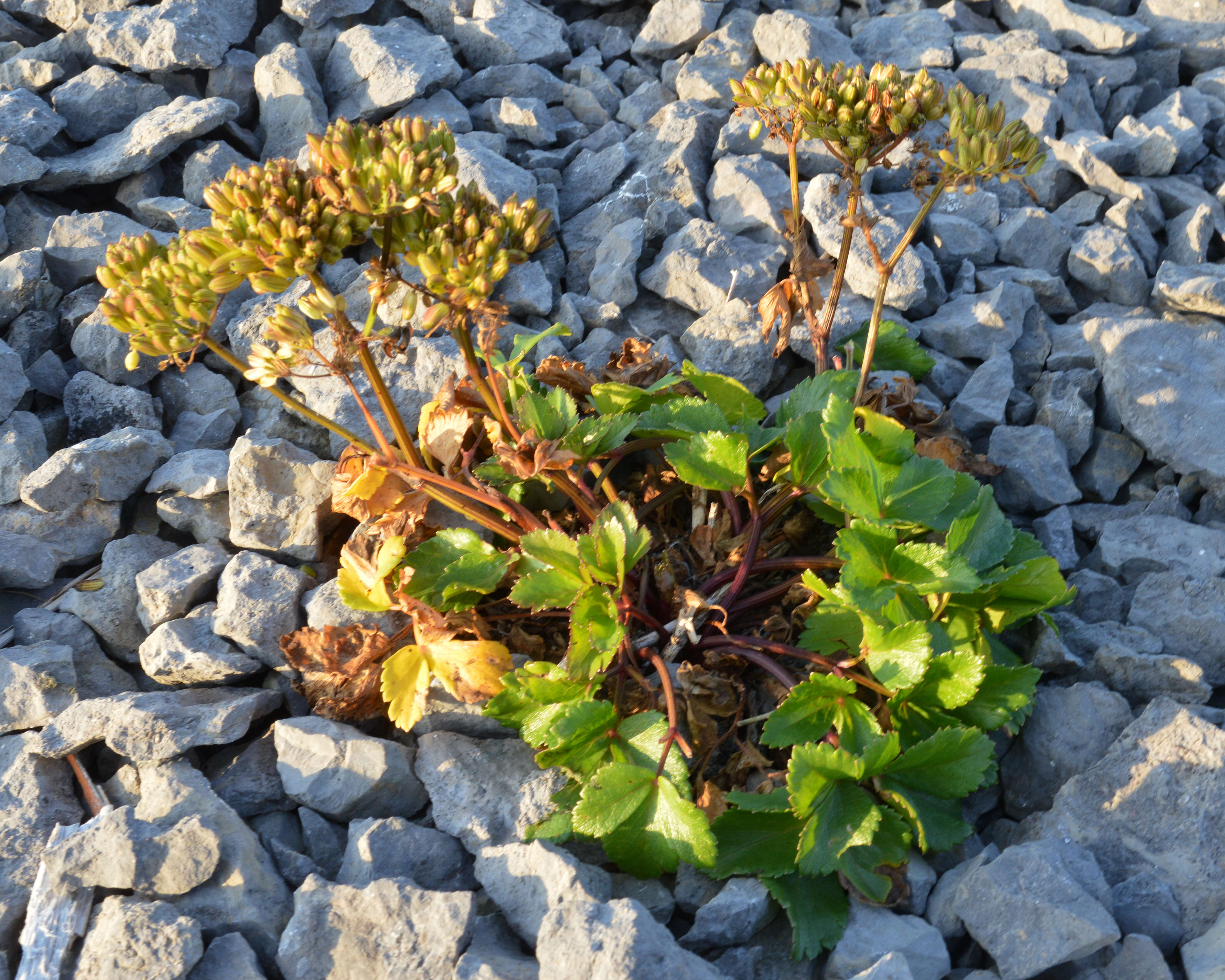 Ligusticum scoticum L. resmi