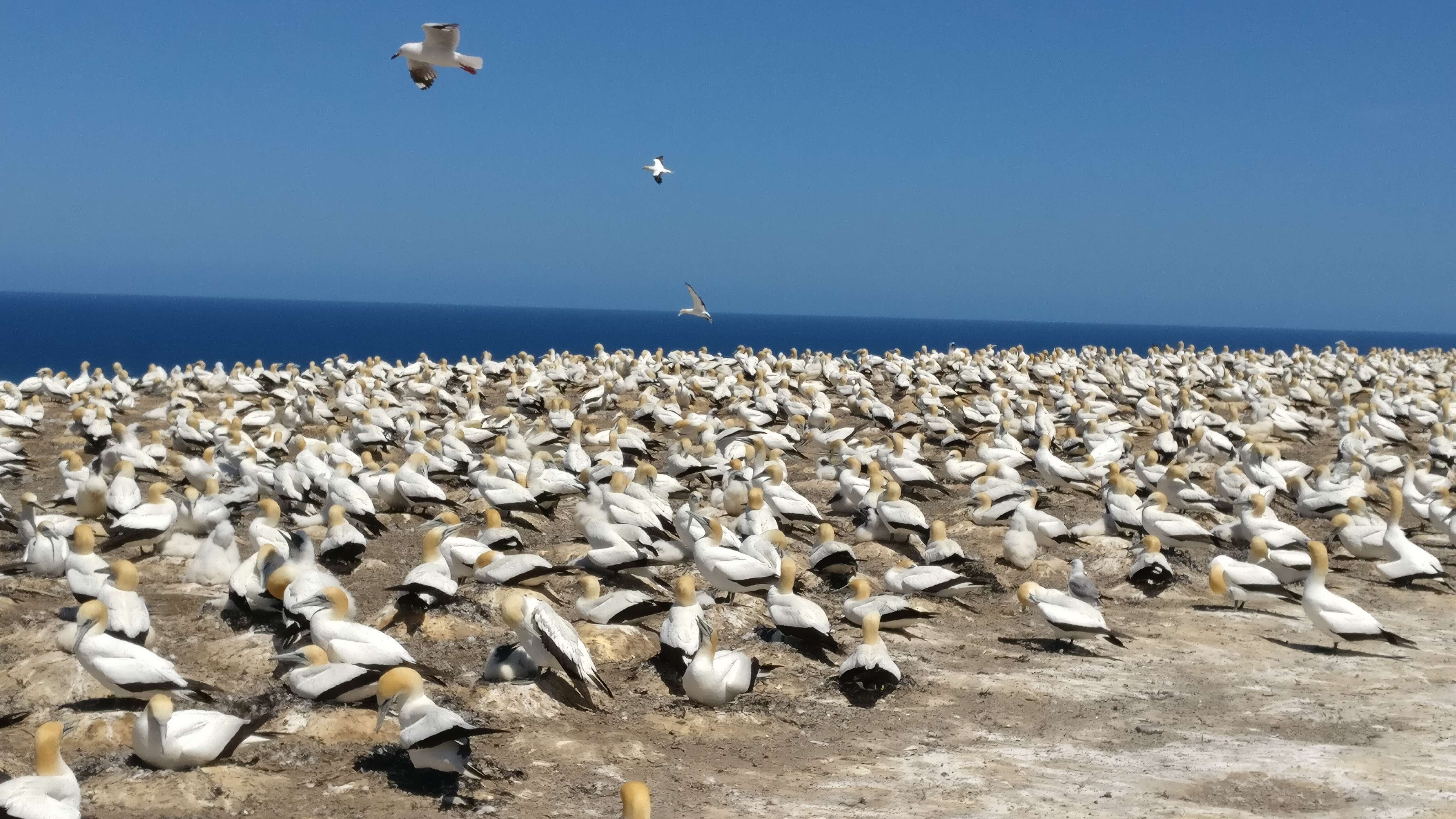 Image of Australasian Gannet