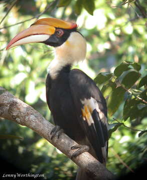 Image of Great Indian Hornbill