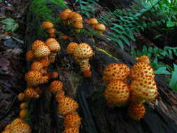 Image of Pholiota squarrosoides (Peck) Sacc. 1887