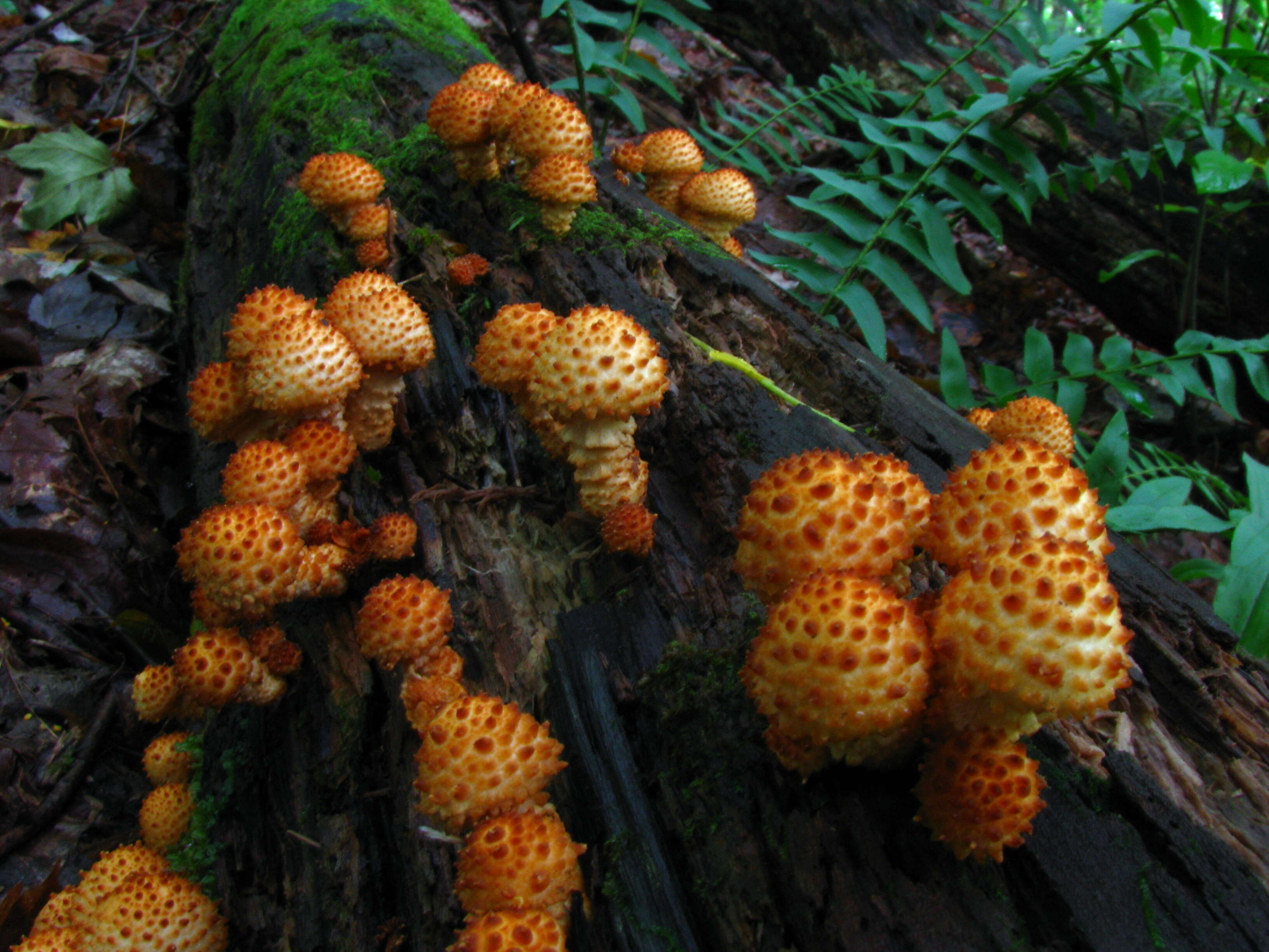 Image of Pholiota squarrosoides (Peck) Sacc. 1887