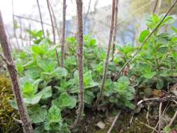 Image of oregano