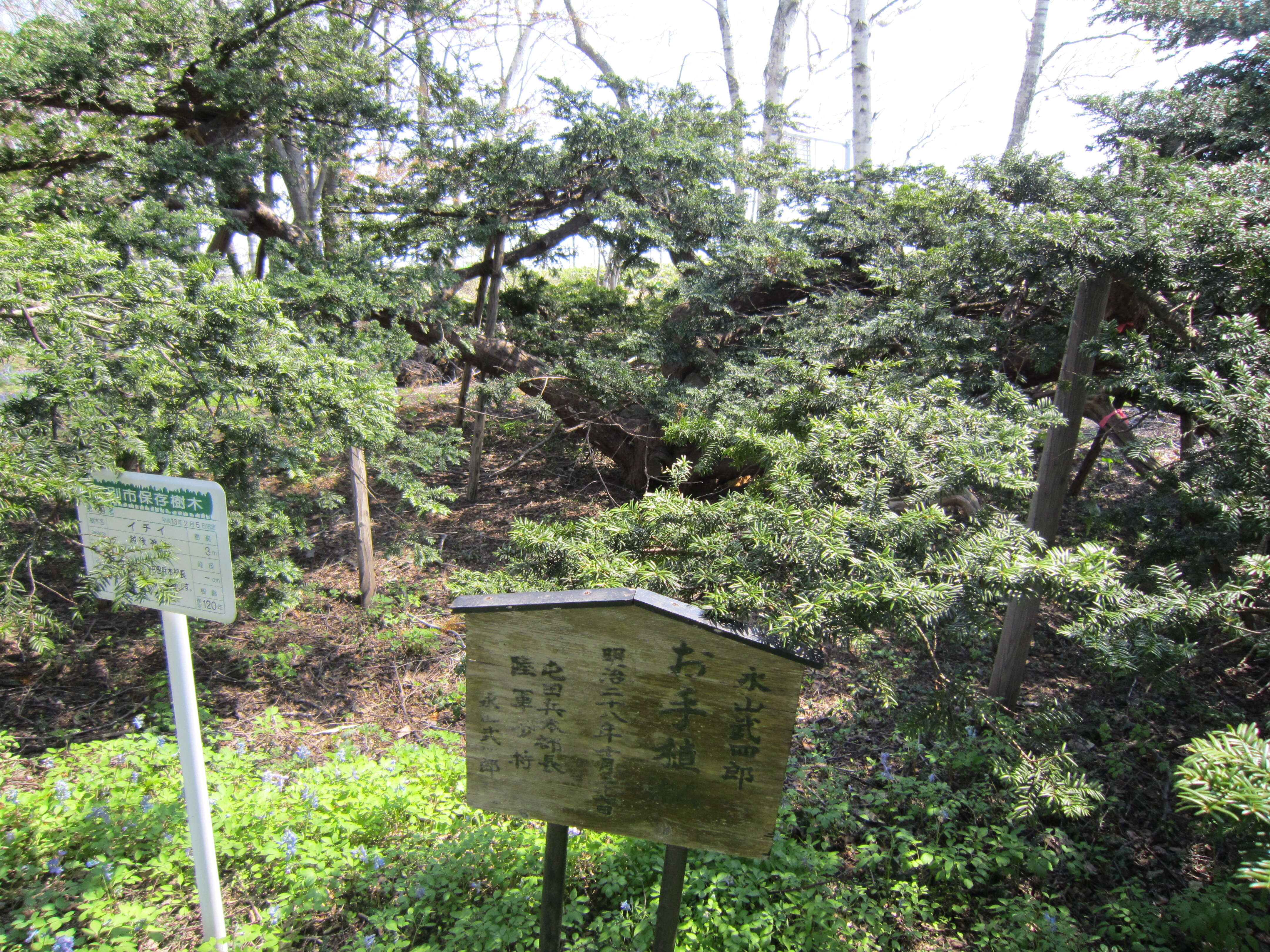 Image of Japanese Yew