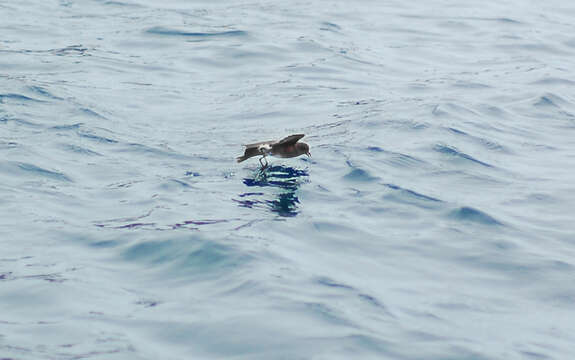 Image of Elliot's Storm Petrel